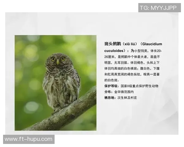 【观点】经纪人:川军不该被指责亚外会自然消亡 【观点】经纪人:川军不该被指责亚外会自然消亡